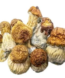 Magic Mushrooms – Code Blue