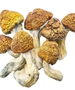 Magic Mushrooms – Penis Envy