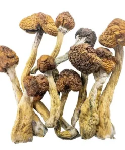 Magic Mushrooms – Trinity